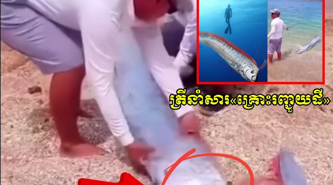 វៀតណាម ប្រទះឃើញត្រី Oarfish ដ៏កម្រ ដែលអ្នកខ្លះជឿថាជាសញ្ញានៃគ្រោះរញ្ជួយដី
