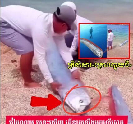 វៀតណាម ប្រទះឃើញត្រី Oarfish ដ៏កម្រ ដែលអ្នកខ្លះជឿថាជាសញ្ញានៃគ្រោះរញ្ជួយដី