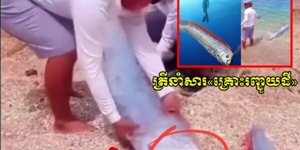 វៀតណាម ប្រទះឃើញត្រី Oarfish ដ៏កម្រ ដែលអ្នកខ្លះជឿថាជាសញ្ញានៃគ្រោះរញ្ជួយដី